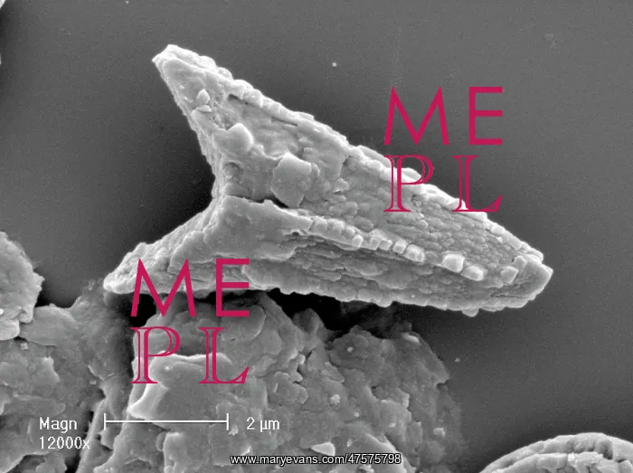 : Ceratolithoides aculeus, coccolith : Ceratolithoides aculeus, coccolith