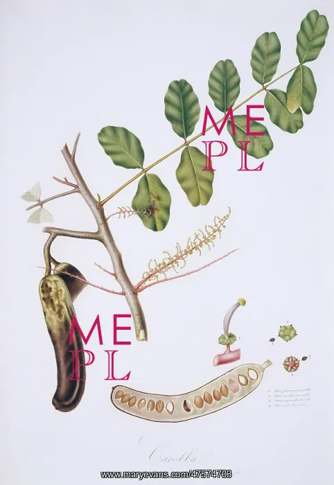 : Ceratonia siliqua, carob : Ceratonia siliqua, carob