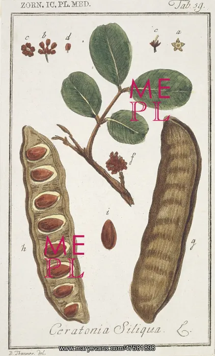 : Ceratonia siliqua, carob bean tree : Ceratonia siliqua, carob bean tree