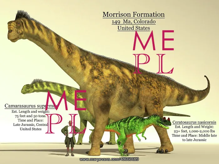 : Ceratosaurus and Camarasaurus dinsoaur size comparison chart : Ceratosaurus and Camarasaurus dinsoaur size comparison chart