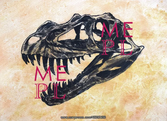  : Ceratosaurus dinosaur skull