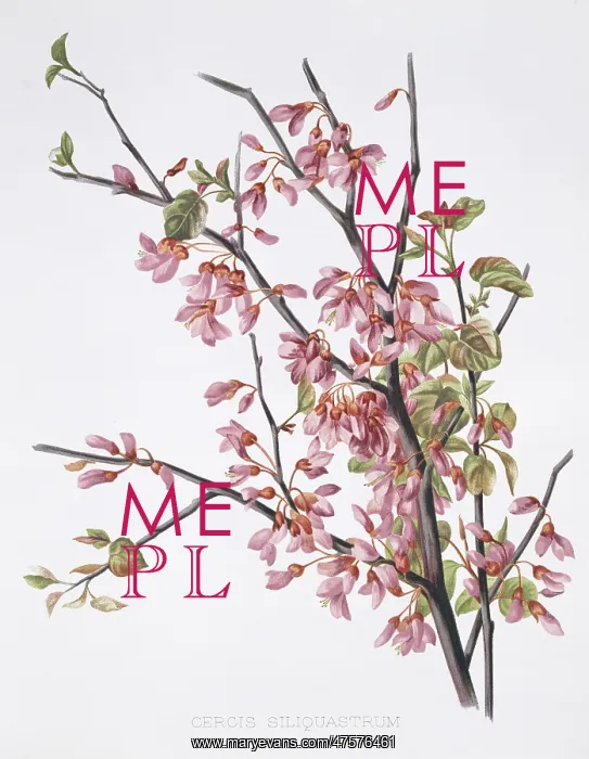 : Cercis siliquastrum, Judas tree : Cercis siliquastrum, Judas tree