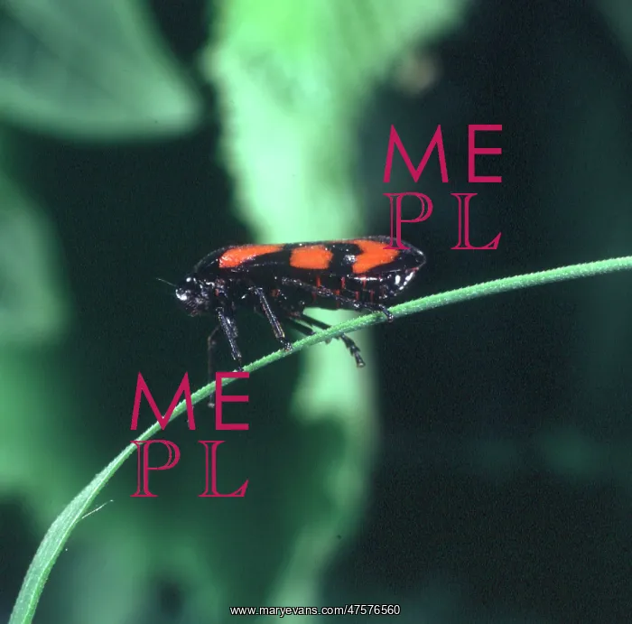 : Cercopis vulnerata, black and red froghopper : Cercopis vulnerata, black and red froghopper