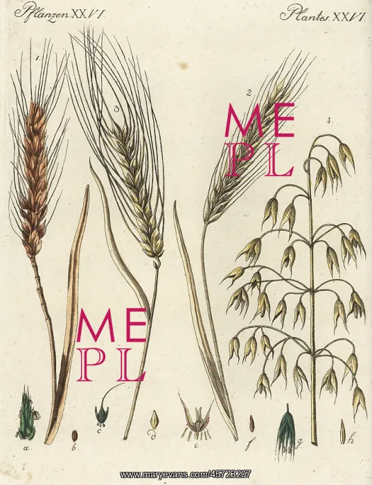 : Cereal grains : Cereal grains
