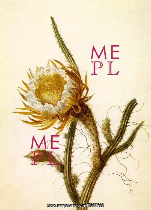  : Cereus