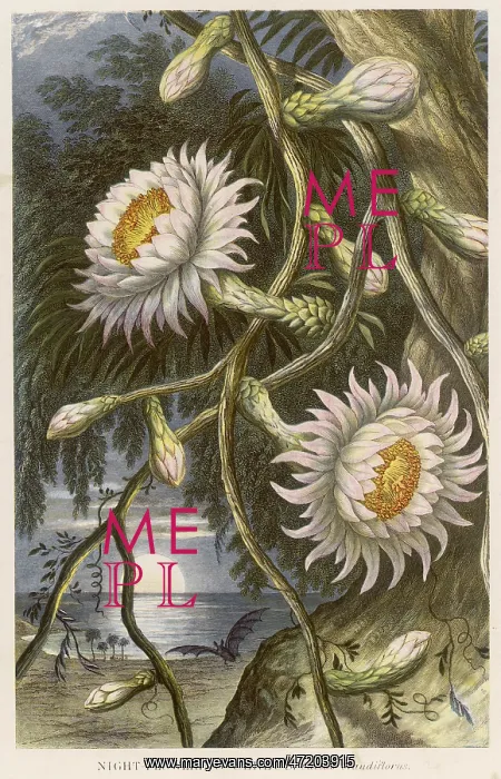  : CEREUS GRANDIFLORUS