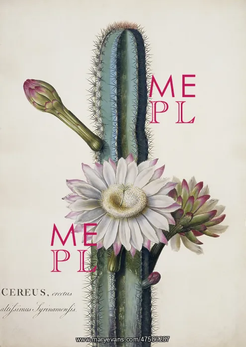 : Cereus hexagonus, lady of the night cactus : Cereus hexagonus, lady of the night cactus