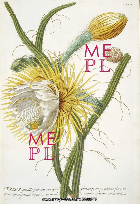 : Cereus sp. cactus : Cereus sp. cactus
