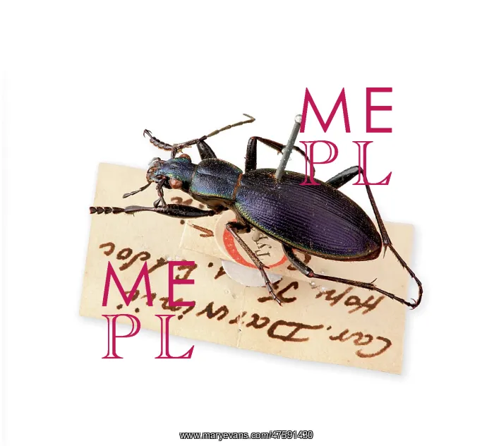 : Ceroglossus Beetle : Ceroglossus Beetle