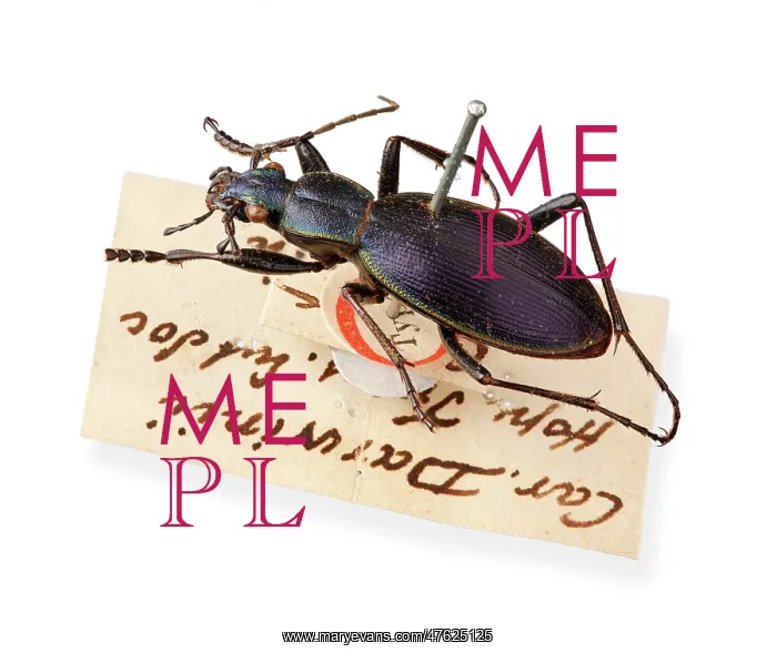 : Ceroglossus Beetle : Ceroglossus Beetle