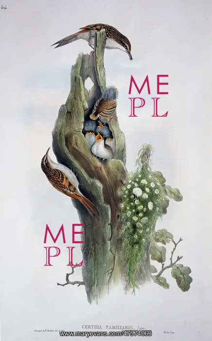 : Certhia familiaris, Eurasian treecreeper : Certhia familiaris, Eurasian treecreeper