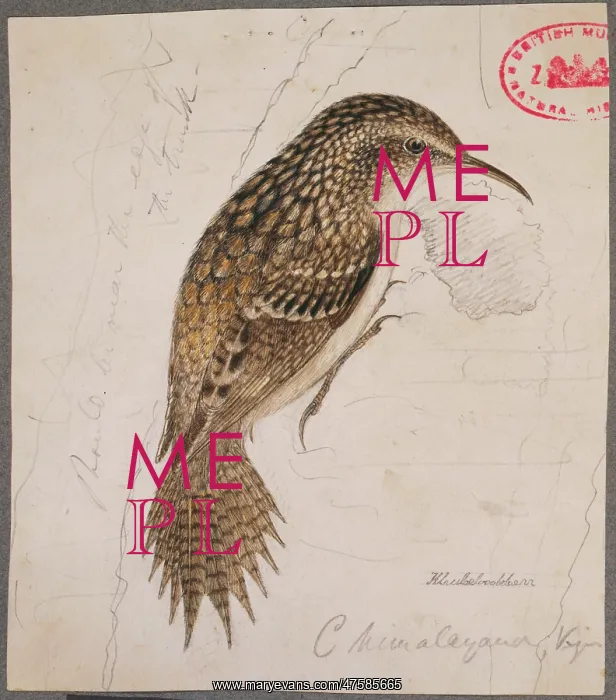  : Certhia himalayana, himalayan treecreeper