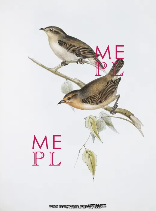 : Certhidea olivacea, warbler-finch : Certhidea olivacea, warbler-finch