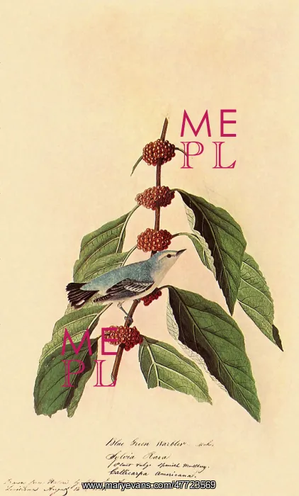  : Cerulean Warbler, Dendroica cerulea