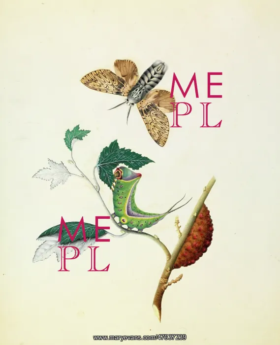 : Cerura vinula, puss moth : Cerura vinula, puss moth