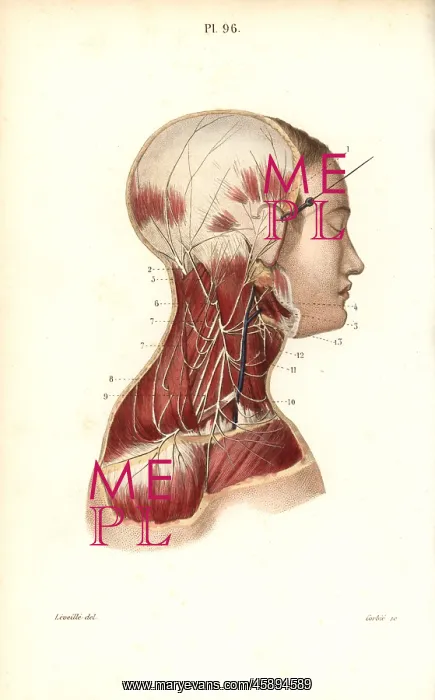 : Cervical plexus : Cervical plexus
