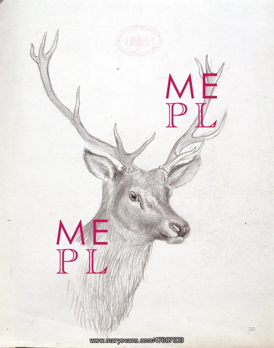 : Cervidae (family), deer : Cervidae (family), deer