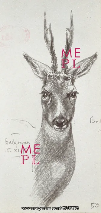 : Cervidae (family), deer : Cervidae (family), deer