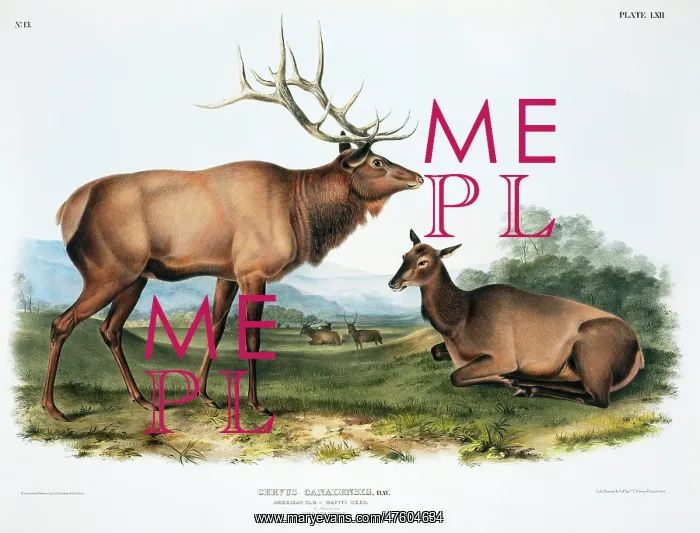 : Cervus elaphus, red deer : Cervus elaphus, red deer