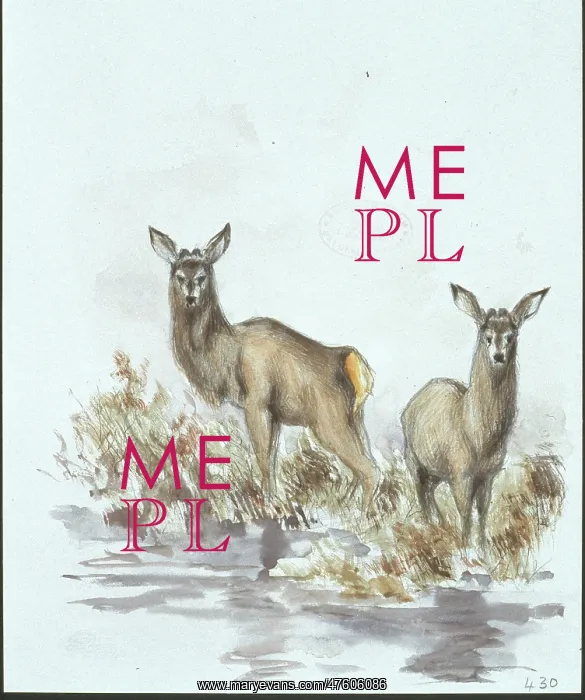 : Cervus elaphus, red deer : Cervus elaphus, red deer