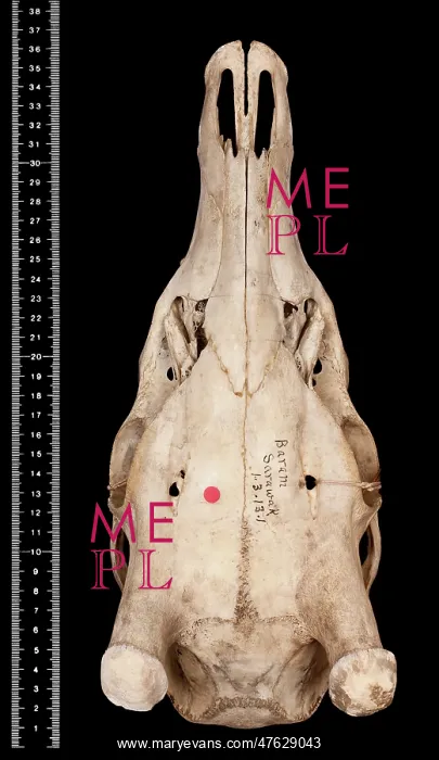 : Cervus unicolor brookei : Cervus unicolor brookei