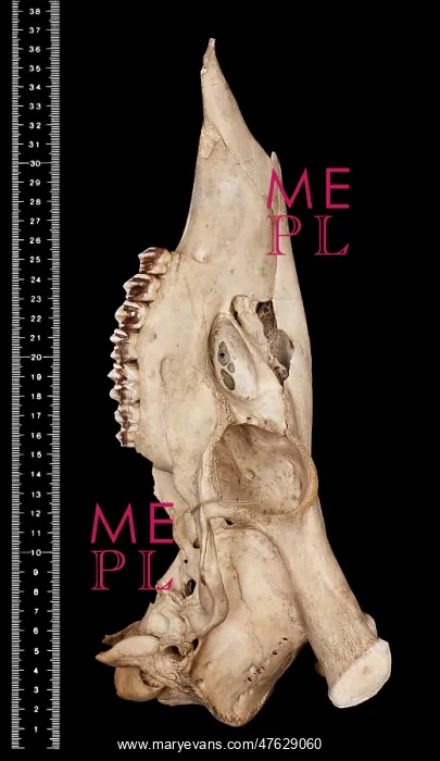 : Cervus unicolor brookei : Cervus unicolor brookei