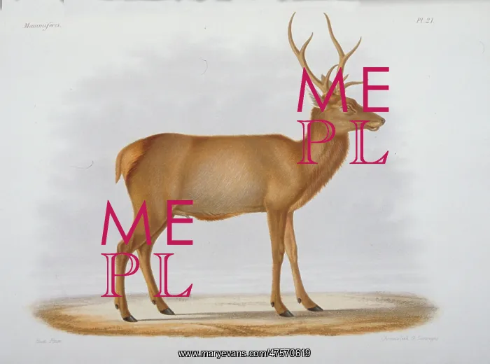 : Cervus xanthopygus, deer : Cervus xanthopygus, deer