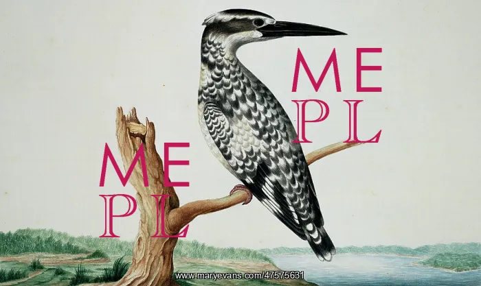 : Ceryle rudis, pied kingfisher : Ceryle rudis, pied kingfisher