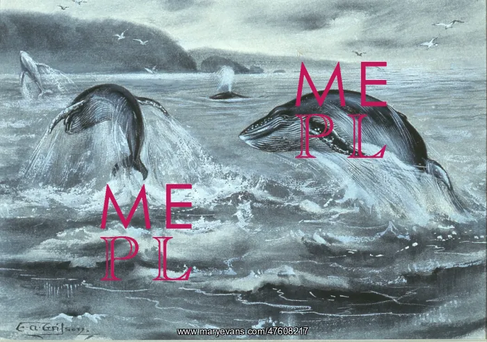 : Cetacea (order), whale : Cetacea (order), whale