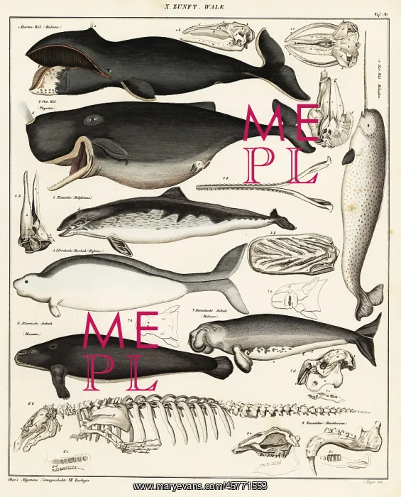 : Cetaceans. Bowhead whale, Balaena mysticetus, sperm whale : Cetaceans. Bowhead whale, Balaena mysticetus, sperm whale