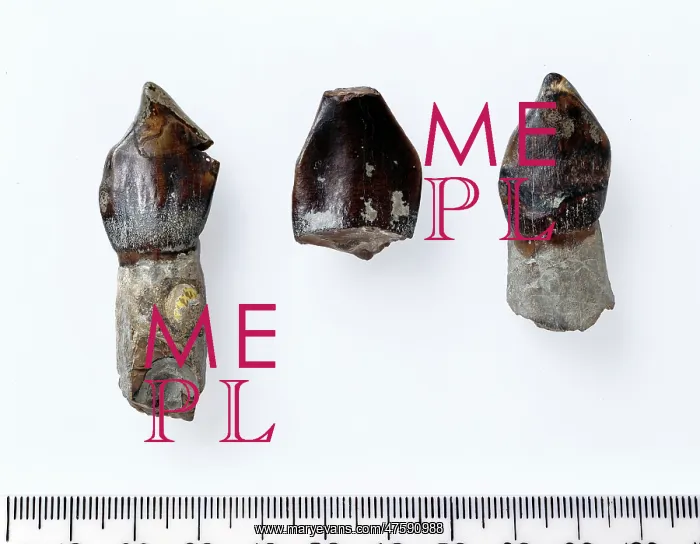 : Cetiosauriscus stewarti fossil teeth : Cetiosauriscus stewarti fossil teeth