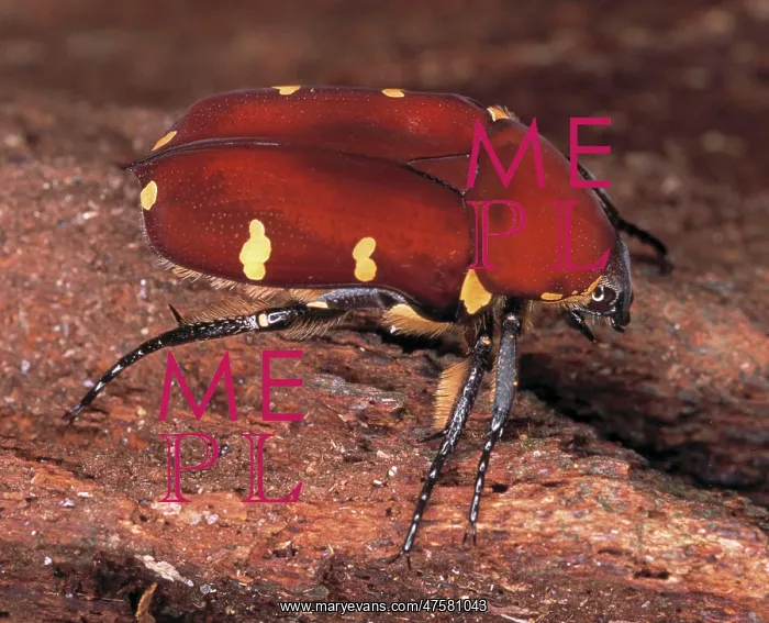 : Cetoniinae sp. rose chafer beetle : Cetoniinae sp. rose chafer beetle