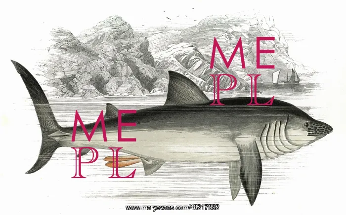 : Cetorhinus maximus, or Basking Shark : Cetorhinus maximus, or Basking Shark