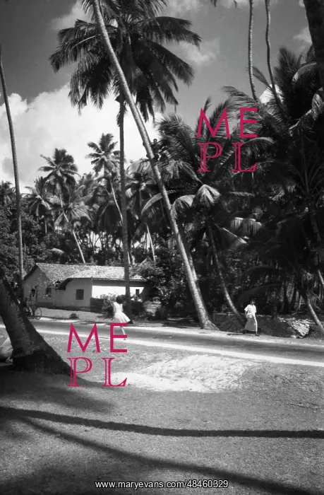 : Ceylon. CEYLON. January 1, 1960. Coconut palm grove on the island. B.Ryabov / TASS : Ceylon. CEYLON. January 1, 1960. Coconut palm grove on the island. B.Ryabov / TASS
