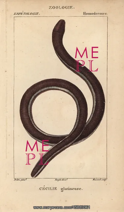  : Ceylon caecilian, Ichthyophis glutinosus