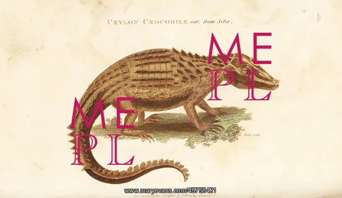 : Ceylon crocodile var. from Seba : Ceylon crocodile var. from Seba