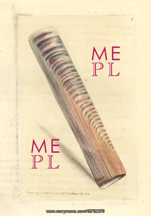 : Ceylon razor-shell, Solen ceylonensis : Ceylon razor-shell, Solen ceylonensis
