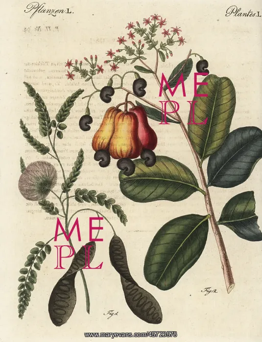 : Ceylon satinwood and cashew nut trees : Ceylon satinwood and cashew nut trees