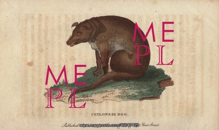 : Ceylonese dog, Canis ceylonicus : Ceylonese dog, Canis ceylonicus