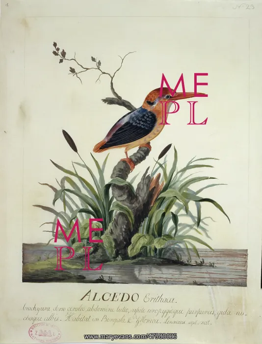 : Ceyx erithaca, oriental dwarf kingfisher : Ceyx erithaca, oriental dwarf kingfisher