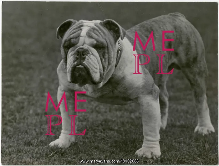  : CH. Basford Revival bulldog