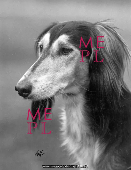: Ch Gulshere - Saluki : Ch Gulshere - Saluki