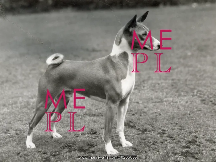 : Ch. Lograk Lubilash of Littlebreach, basenji : Ch. Lograk Lubilash of Littlebreach, basenji