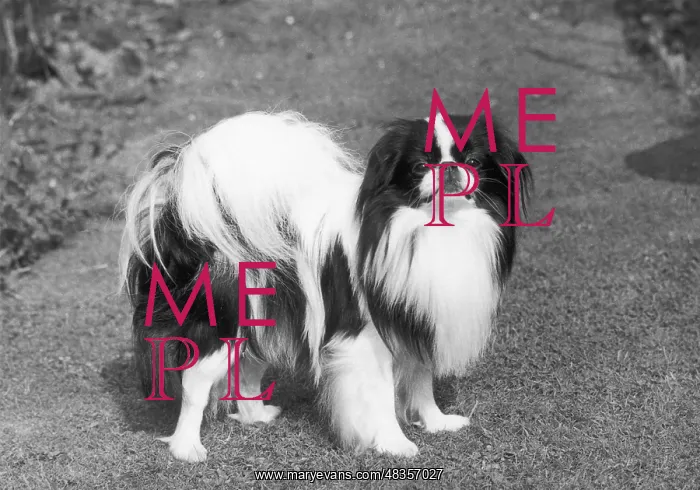 : Ch Momus of Riu Gu : Ch Momus of Riu Gu