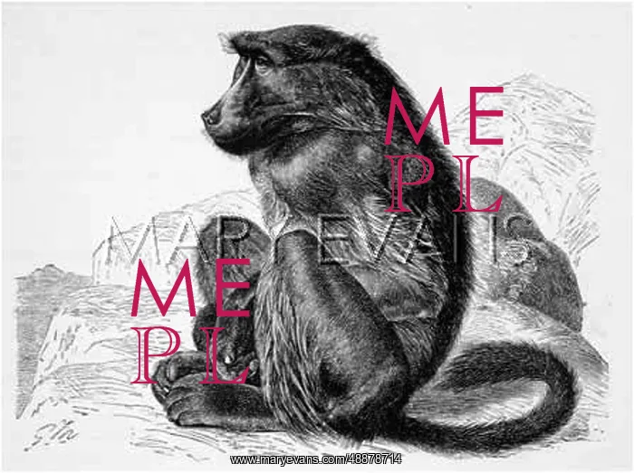 : CHACMA BABOON (MUTZEL) : CHACMA BABOON (MUTZEL)