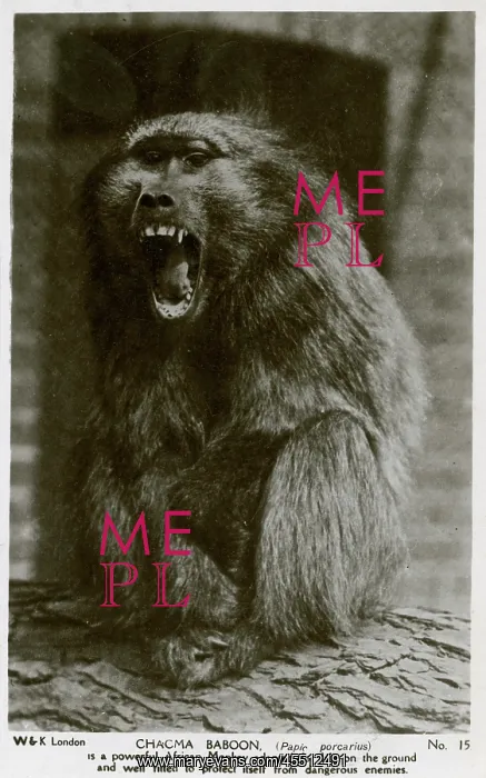 : Chacma Baboon (papio porcarius) : Chacma Baboon (papio porcarius)