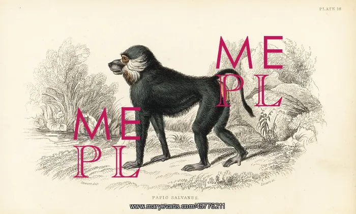 : Chacma baboon, Papio ursinus : Chacma baboon, Papio ursinus