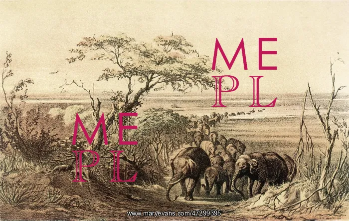 : CHAD / LAKE CHAD / ELEPHANTS : CHAD / LAKE CHAD / ELEPHANTS