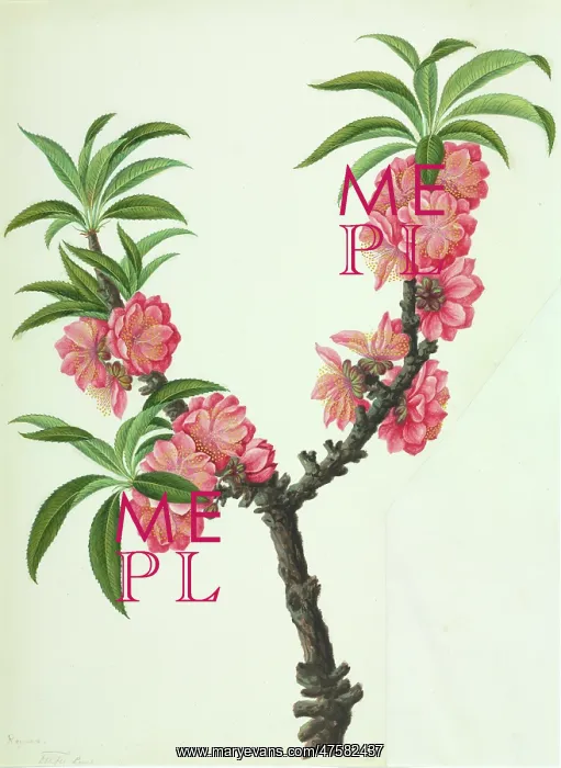 : Chaenomeles cv : Chaenomeles cv