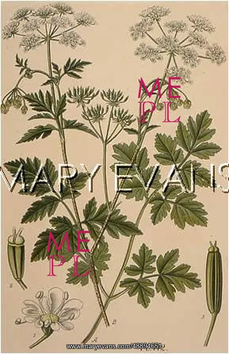 : CHAEROPHYLLUM TEMULUM : CHAEROPHYLLUM TEMULUM